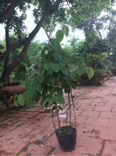 Hoa Sử Quân Tử ( Hoa Jun )