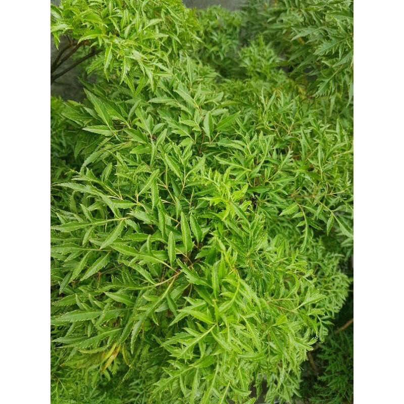 Đinh lăng ta lá nhỏ / cây Đinh lăng nếp