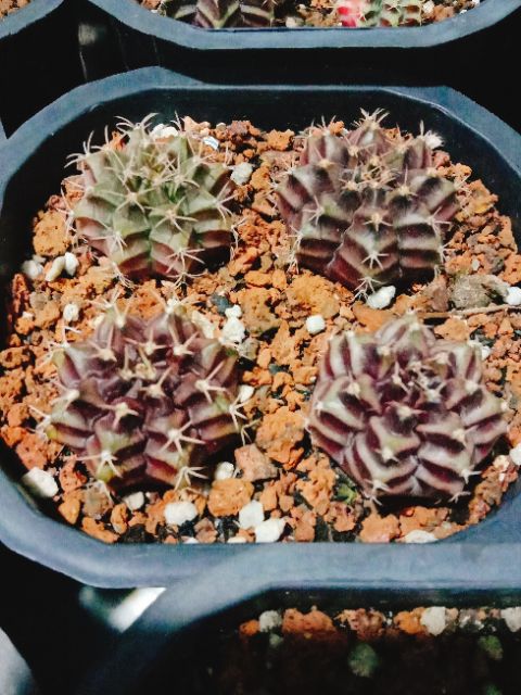 Xương rồng gym vân tím