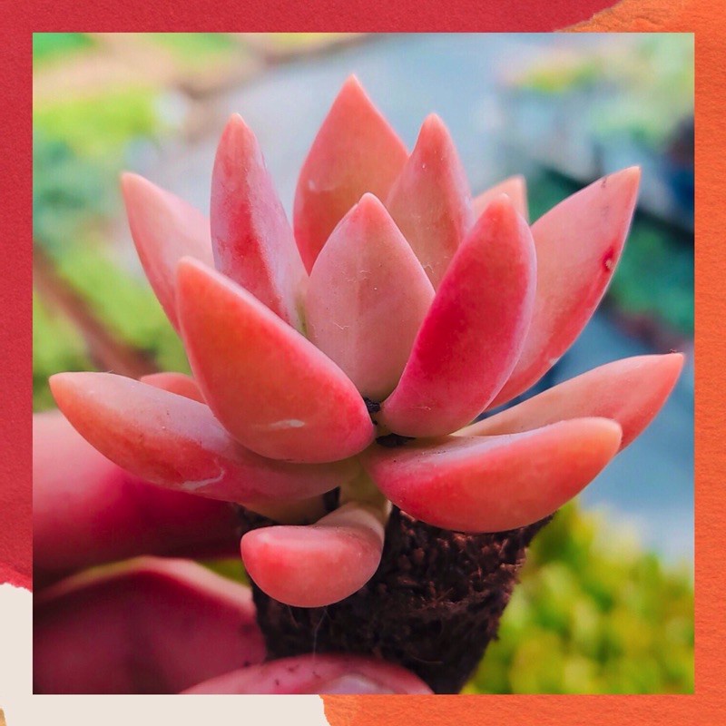 COMBO 5 MẦM SEN ĐÁ ĐÁ ĐỎ HƯ 1 ĐỔI 1 SIÊU CUTE