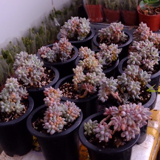 (Pachyphytum Baby finger) Sen đá sỏi baby finger cổ thụ