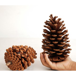 Quả thông khô loại lớn nhiều cánh phụ kiện handmade