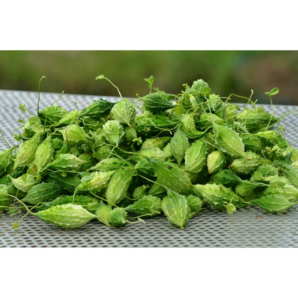 HẠT GIỐNG KHỔ QUA RỪNG TRÁI NGẮN - GÓI 10 HẠT