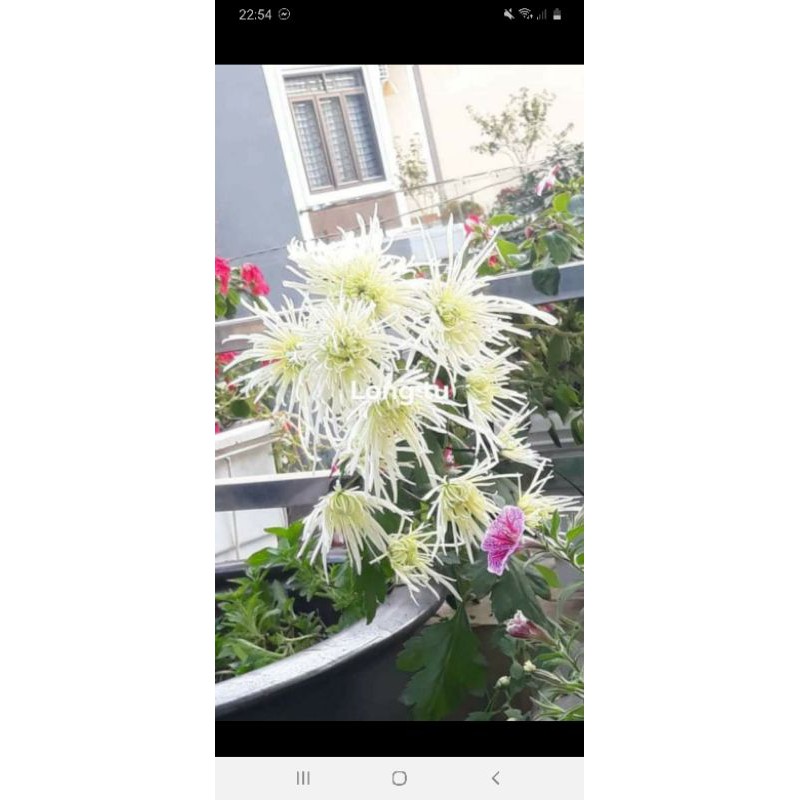 cây hoa cúc khổng tước