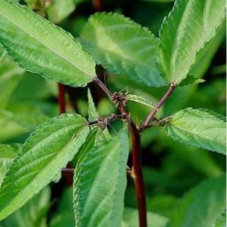 Hạt giống Rau đay đỏ