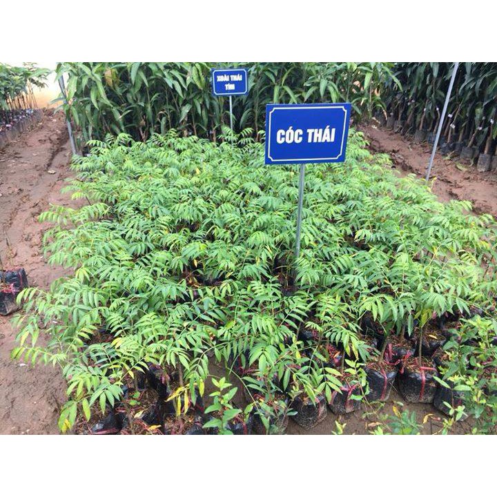 TẶNG 1 GÓI P.BÓN_COMBO 5 CÂY GIỐNG CÓC THÁI 145K