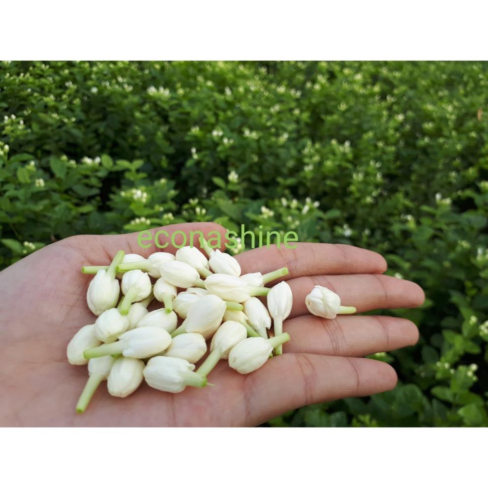 Trà hoa nhài sấy lạnh nguyên bông tuyển chọn cực thơm