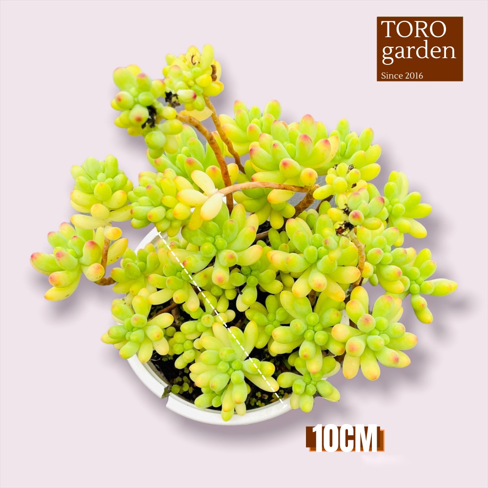 Sen đá thạch ngọc mĩ bụi to full nắng mưa Đà Lạt đường kính 15cm cây cảnh trang trí nhà cửa Toro garden