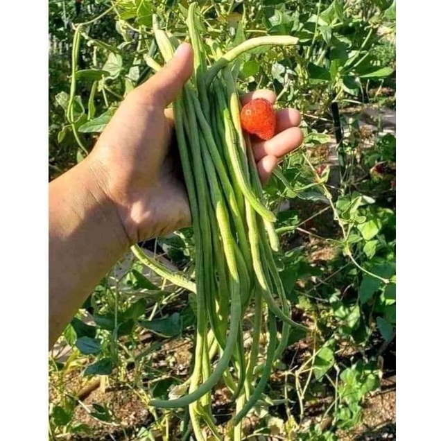 [Seeds] Hạt giống Đậu đũa bụi lùn (không leo giàn), đóng gói 20gr