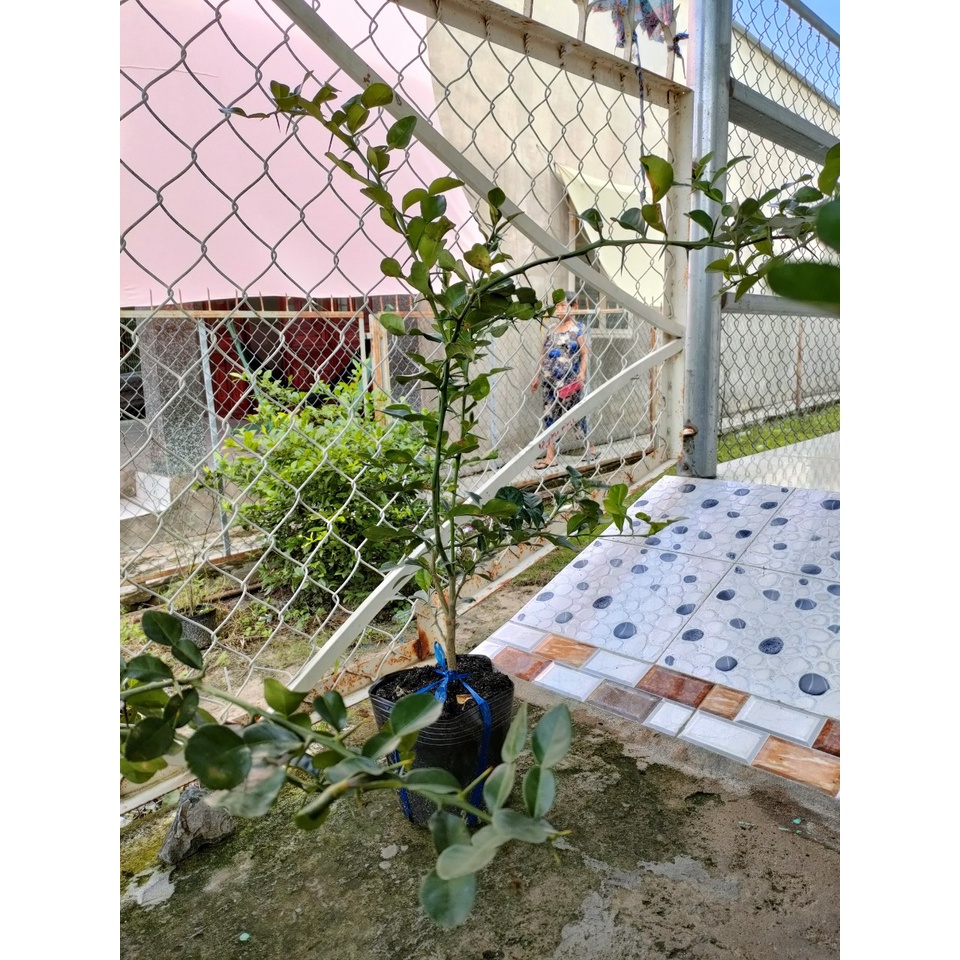 Cây chúc dạng phôi giá 150k