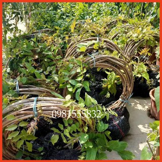 HOA TỬ ĐẰNG cuộn siêu đẹp