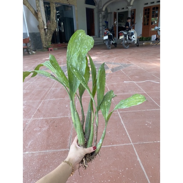 HOA LAN THANH ĐẠM RA HOA TẾT TÁCH KHÓM