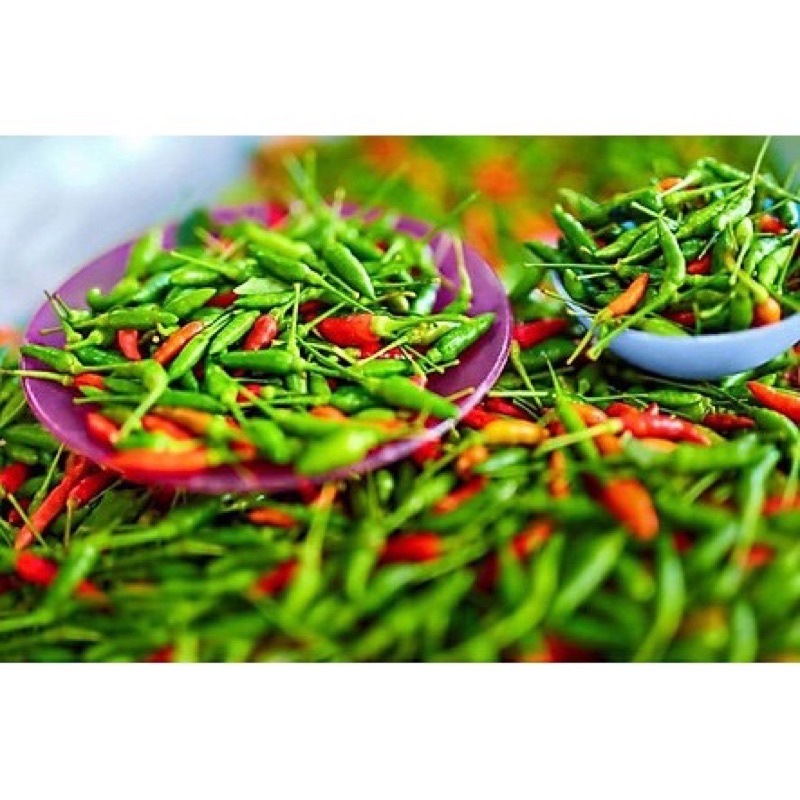 Hạt giống ớt xiêm , siêu cay dễ trồng