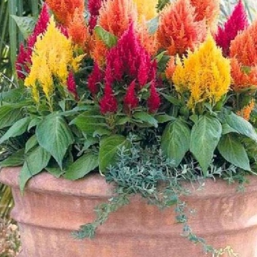 Hạt giống hoa mồng gà lửa nhiều màu f1-  gói 50 hạt-tặng kèm gói phân bón lót