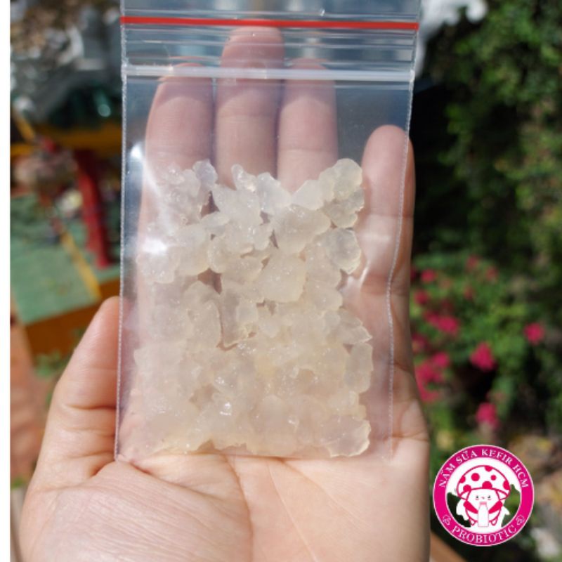 Con nấm nước kefir/ water kefir (10gr nấm nuôi với 300ml nước)