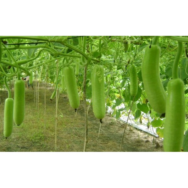 Hạt giống bầu sao F1