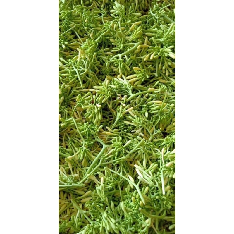 1kg Hoa đu đủ đực khô Hoà Bình (Sao vàng hạ thổ)