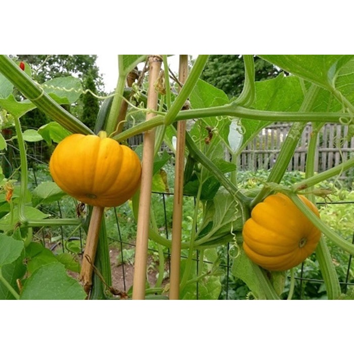 Hạt giống Bí đỏ_bí ngô cam Baby Boo F1 leo giàn nhập Thái lan nguyên gói ~10 hạt (pumpkin Small Orange)