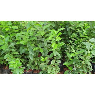 Cây chanh vàng mỹ eureka 39K