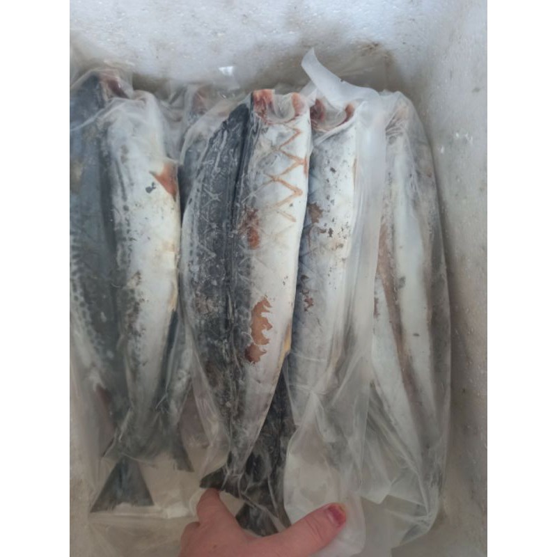 Túi 1kg cá Thu phấn 1 nắng xẻ phanh