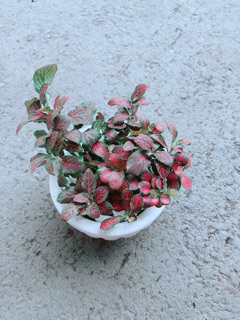 Chậu Cẩm Nhung Đỏ
