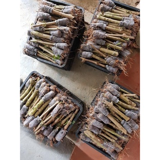 40 cây chè khổng lồ