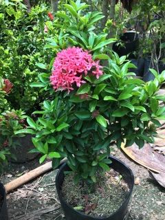 Cây mẫu đơn tím sen