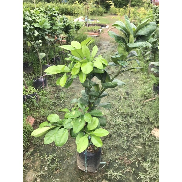 Bưởi Da Xanh cây chiết lớn 80-100cm