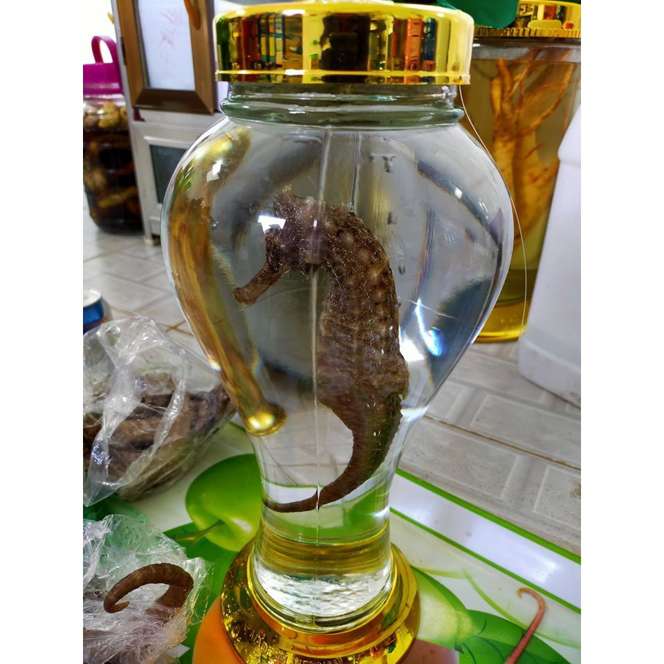 Cá Ngựa - Hải mã khô kích cỡ 6-8 cm. Đặc sản Phú Quốc | BigBuy360 - bigbuy360.vn