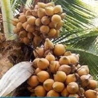 Cây giống dừa xiêm lùn đỏ