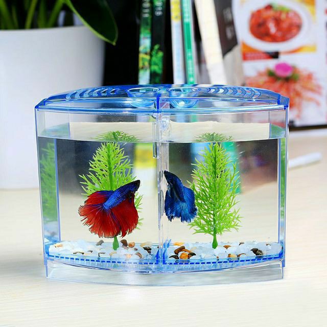 Bể nhựa nuôi cá Betta mini 2 in 1, hồ cá để bàn size 18x14x10 cm