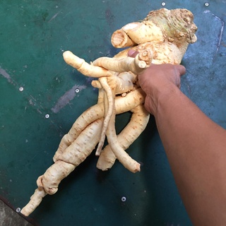 củ đinh lăng,rễ đinh lăng tươi 2 kg