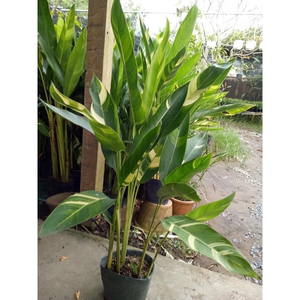 Cây chuối mỏ két cẩm thạch