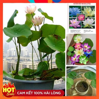 SET 05 hạt sen mini nhật ĐẸP đủ màu LUCKY SEEDS