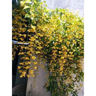 Cây Lan Hoàng Dương ( cây chuỗi Ngọc) size to