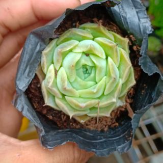 Sen đá giống mới size 8x8