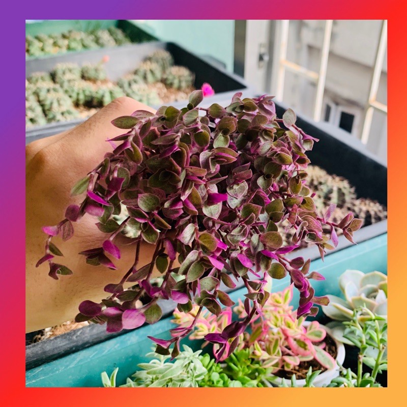 SEN ĐÁ THÀI LÀI TÍM-| FREESHIP| 🌹 XUẤT XỨ ĐÀ LẠT, ĐÃ THUẦN KHÍ HẬU, KHOẺ ĐẸP 🌸 LỖI 1 ĐỔI 1