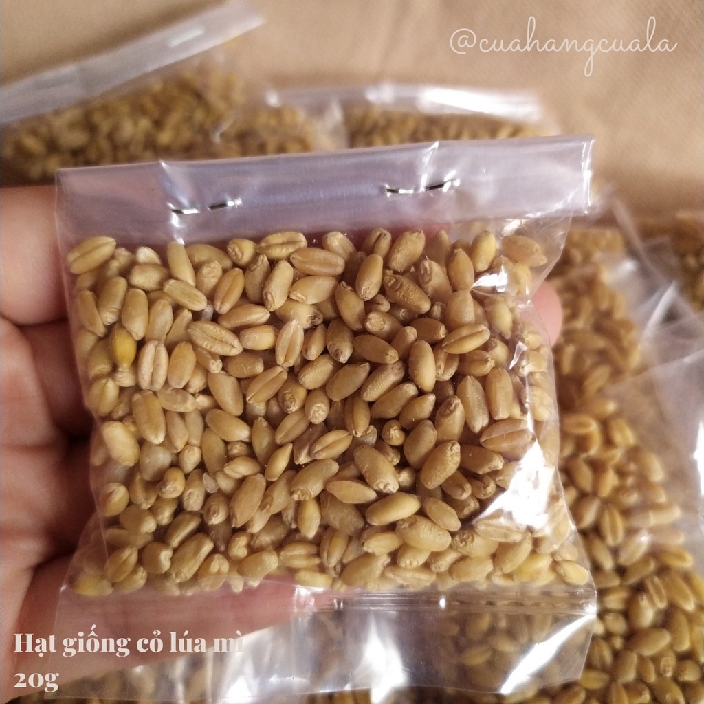 Hạt giống cỏ mèo loại cao cấp