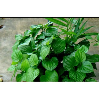 CÂY GIỐNG LÁ LỐT ,CÂY ĐÃ TRƯỞNG THÀNH  ( CÓ BẦU ĐẤT )