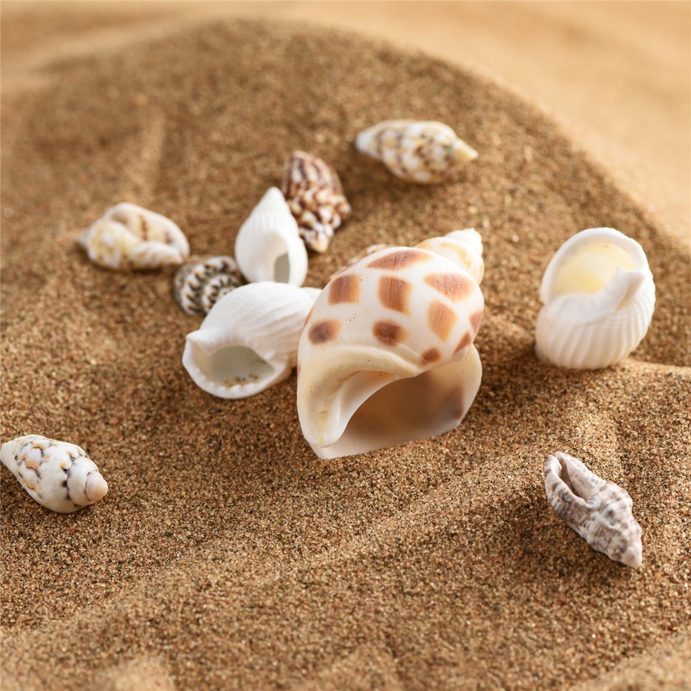 1 Hộp Bọt Biển Tự Nhiên Hình Vỏ Sò / Sao Biển Dùng Trang Trí Nhà Cửa