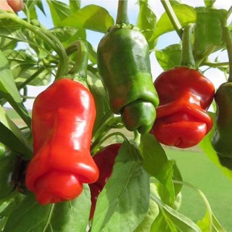 Hạt giống ớt cu tý siêu quả F1
