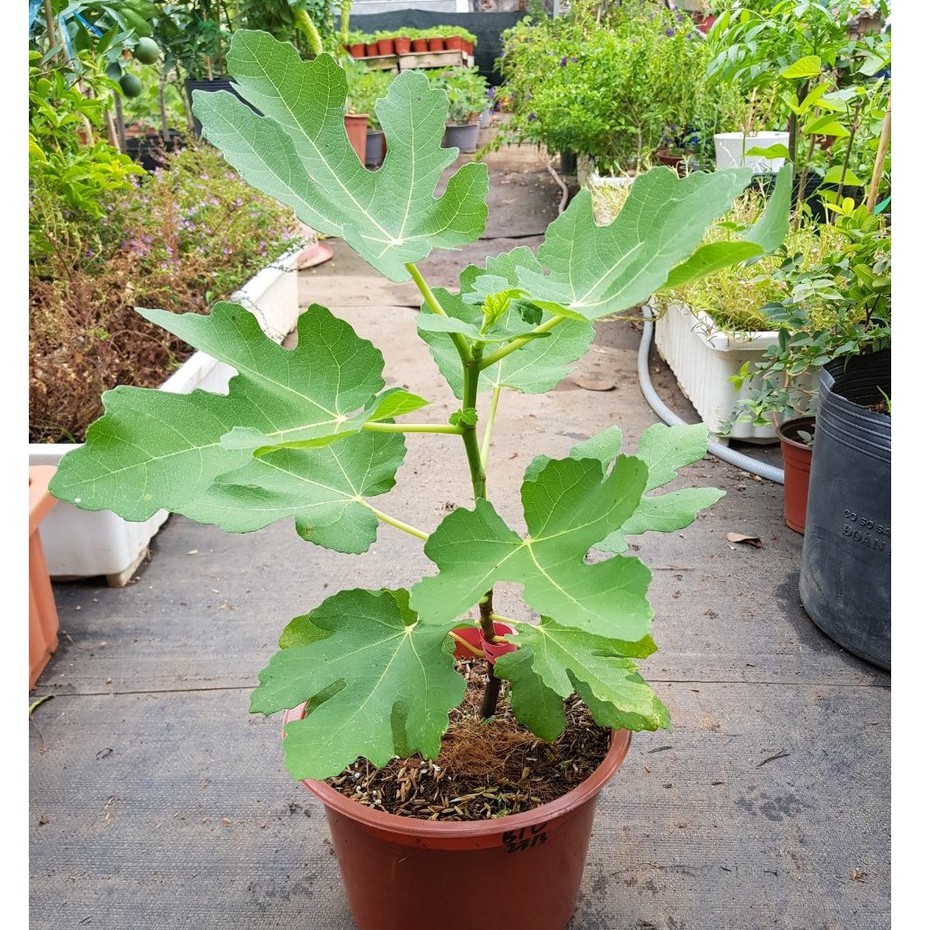 Cây giống sung mỹ Brown Turkey Cali