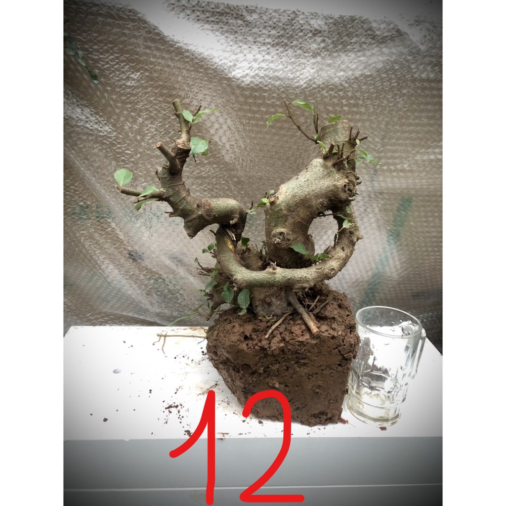 Cây sung bonsai phôi (ảnh thật) đánh số 1-20