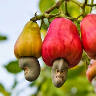 Hạt Điều rang muối