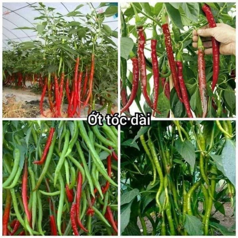 Ớt  tóc dài  đài loan