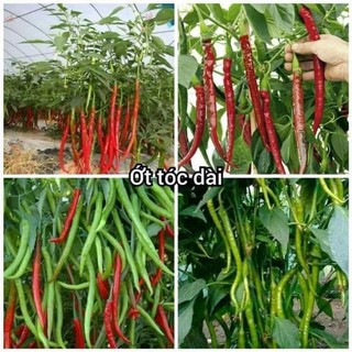 Ớt  tóc dài  đài loan