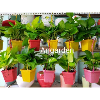1 chậu Trầu bà Thái mini