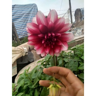 Cây thược dược đột biến