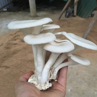 Phôi Nấm Bào Ngư 🍄 cực đễ trồng 🍄 (combo 2 phôi nấm)