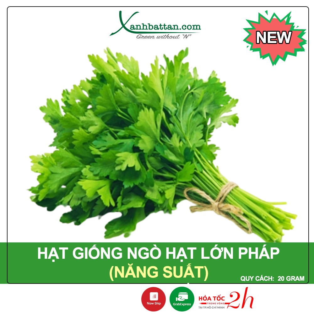 Hạt Giống Ngò Hạt Lớn Pháp Phú Nông Gói 20 Gram